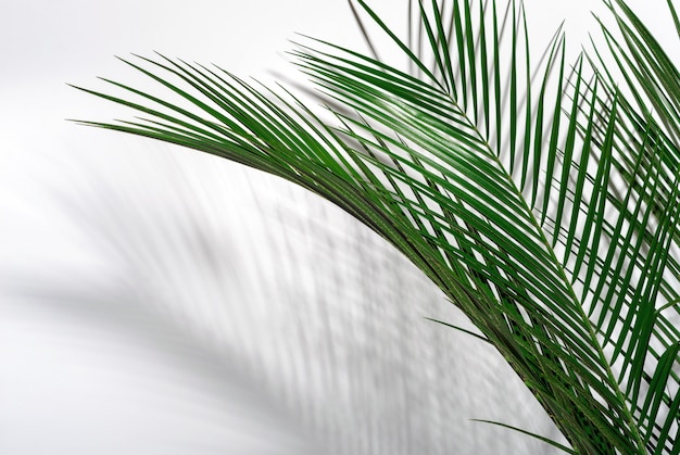 Zielone liście palmowe i ich cień na białej ścianie.