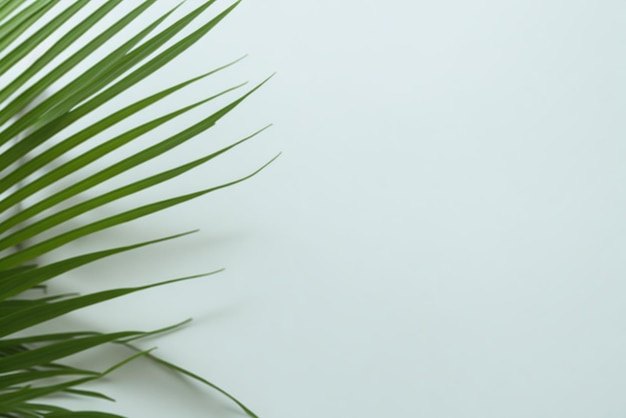Zdjęcie zielone liście palmowe na białym tle