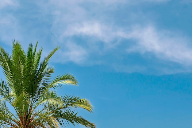 Zielone liście palmowe w lewym rogu na niebieskim tle w jasny słoneczny dzień Świeżość liści na granicy tła palmy daktylowe gałęzie rama kopia przestrzeń Szablon projektu kreatywne lato