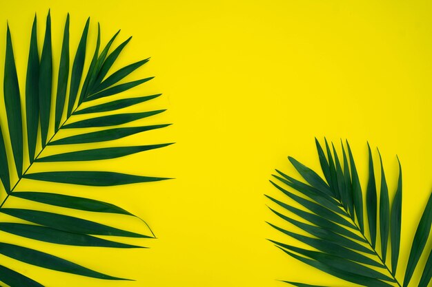 Zielone liście palmy na białym tle na żółtym tle. Widok z góry.
