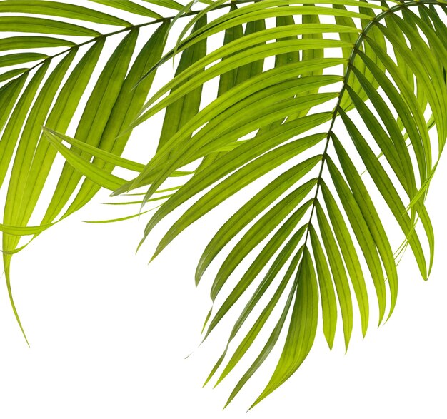 Zielone liście palmy na białym tle
