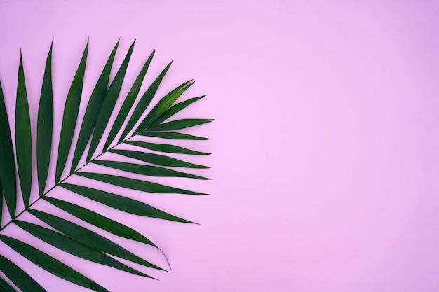 Zielone liście palmy na różowym tle