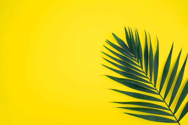 Zielone liście palmy na żółtym tle