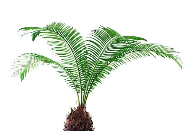 Zielone liście palmy sago na białym tle