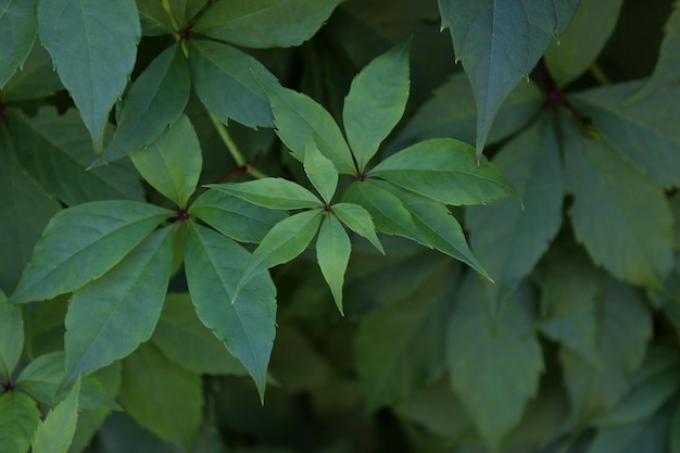 Zielone liście Parthenocissus Quinquefolia pokrywające ścianę