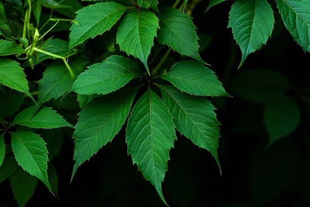 Zielone liście pnącza pensylwańskiego (Parthenocissus quinquefolia) z bliska