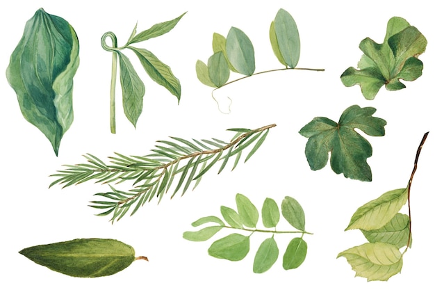 Zielone liście png botaniczny zestaw ilustracji remiksowany z dzieł sztuki Mary Vaux Walcott