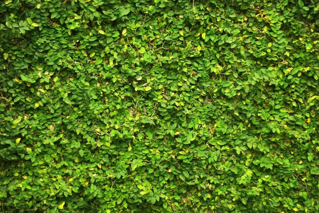 Zielone Liście Pokryły ścianę. Tło Naturalnego Drzewa Ogrodzenia Do Prac Projektowych.