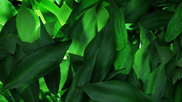Zielone liście renderowania 3d w tle