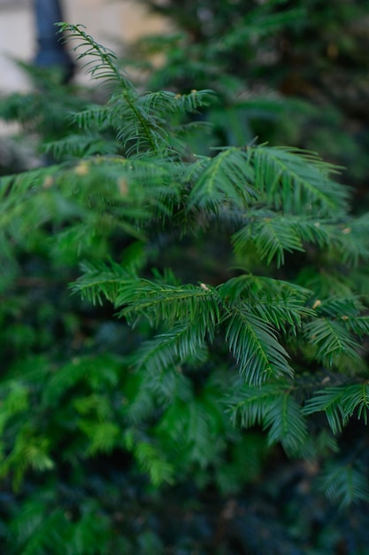 Zielone Liście Roślin Domowych Na Terrarium