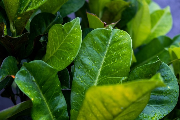 Zdjęcie zielone liście roślin ogrodowych