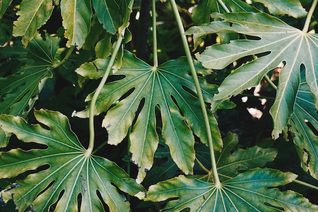 zielone liście roślin teksturowane w ogrodzie latem