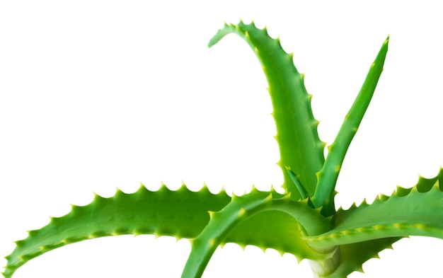 Zielone liście rośliny Aloe Vera