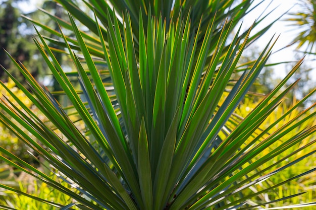 Zielone liście rośliny juki Yucca gloriosa lub hiszpański sztylet Zbliżenie