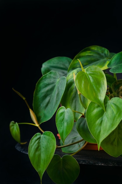 Zielone Liście Scandensów. Roślina Ozdobna Na Czarnym Tle. Roślina Doniczkowa Filodendron. Rama Pionowa.