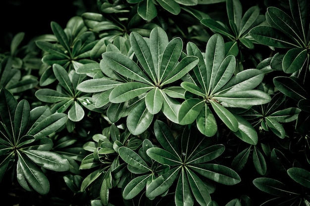 Zielone liście ściany tło liść ściana natura tło