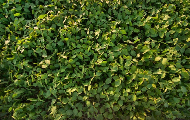 Zielone liście soi widok z góry roślin polowych i sojowych