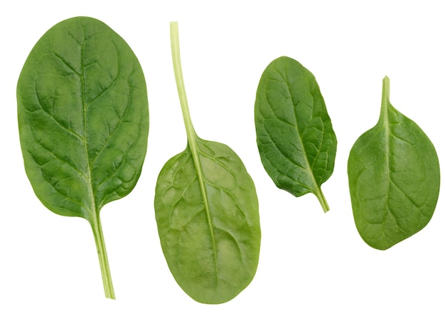 Zielone liście szpinaku na białym, izolowanym tle składnik sałatki