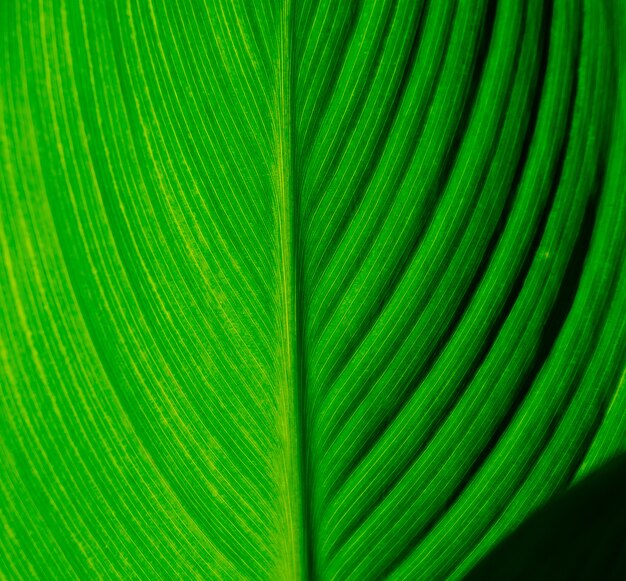 Zielone Liście Tapeta Tło Naturalne, Tekstura Liści