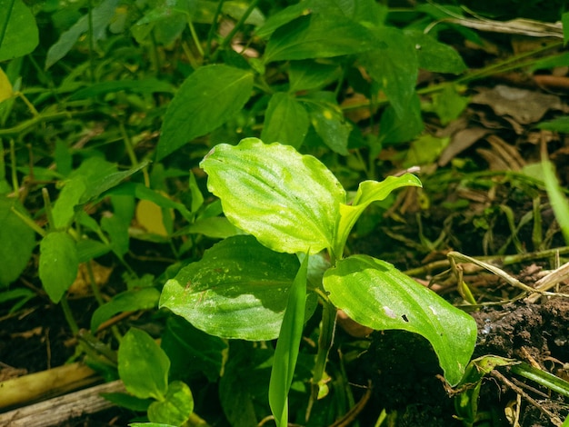 Zdjęcie zielone liście tekstura tło natura i tapeta