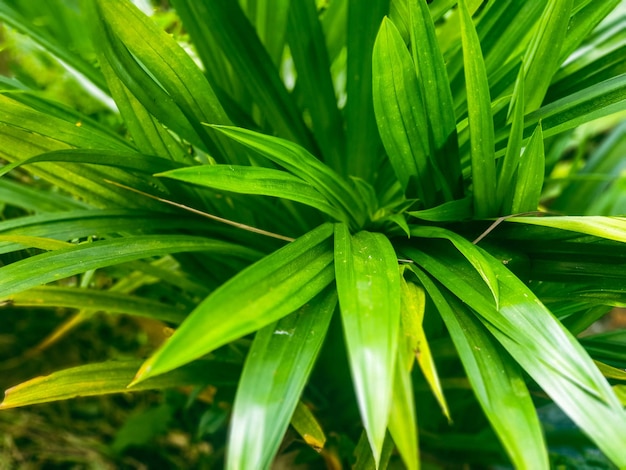 Zielone Liście Tekstura Tło Natura I Tapeta