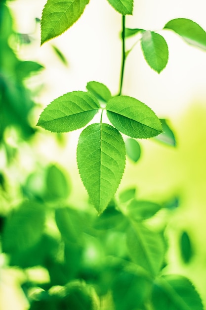 Zielone liście tła natury i koncepcja wiosny