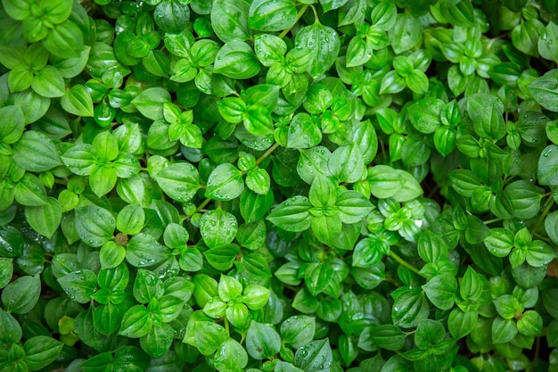 Zielone liście tło dla projektu lub dodać wiadomość tekstową świeży liść rośliny na tło
