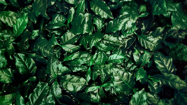 Zielone liście tło roślin kawy. Widok z góry
