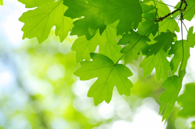 Zielone liście tło w słoneczny dzień