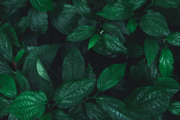 Zielone liście tło wzór. Dziki betel leafbush natura ciemnozielony tło ton.