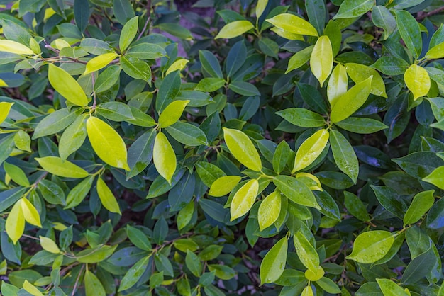 Zielone liście tło wzór, naturalne tło, tapeta. Spokojna ekologia naturalny zielony liść