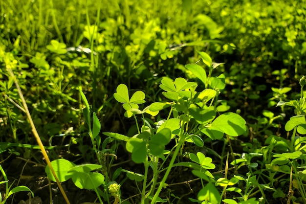 Zielone Liście Trawy Naturalnej Tła