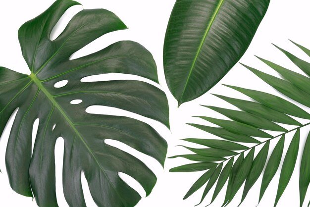 Zielone liście tropikalnej rośliny monstera ficus elastica i palmy na białym tle wysokie detale