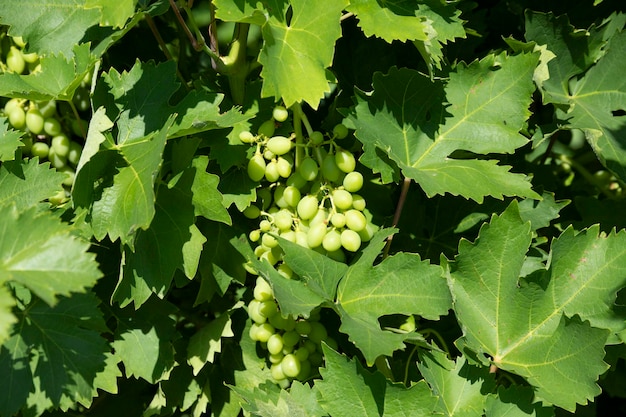 Zdjęcie zielone liście winogron z kiścią zielonych winogron na gałęzi, zbliżenie. skopiuj miejsce. zdjęcie wysokiej jakości