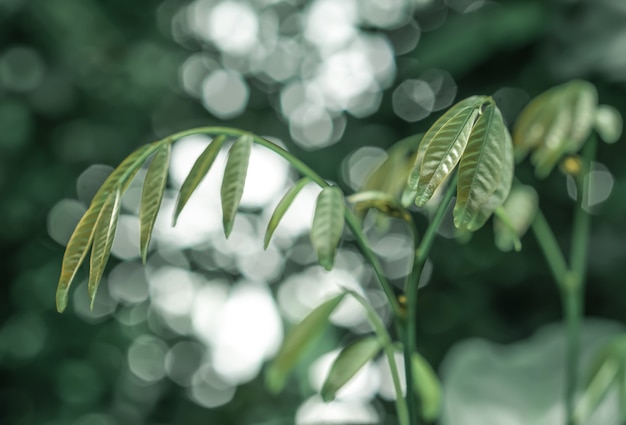 Zdjęcie zielone liście wiosenna natura