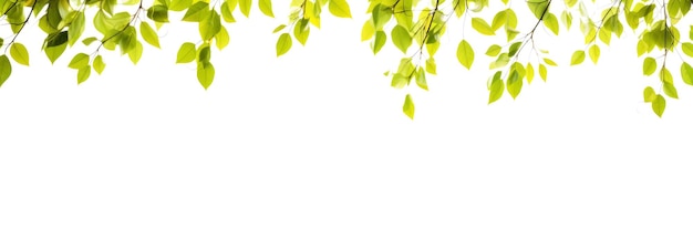 Zdjęcie zielone liście wiszą nad białym banerem na tle