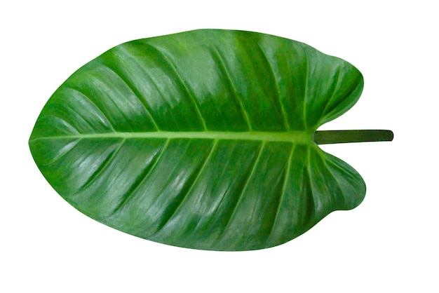 Zielone liście wzór liść Homalomena philippinensis drzewo izolowane na białym tlewłącza ścieżkę wycięcia