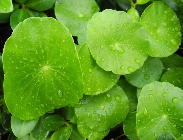 Zielone liście z kroplami deszczu
