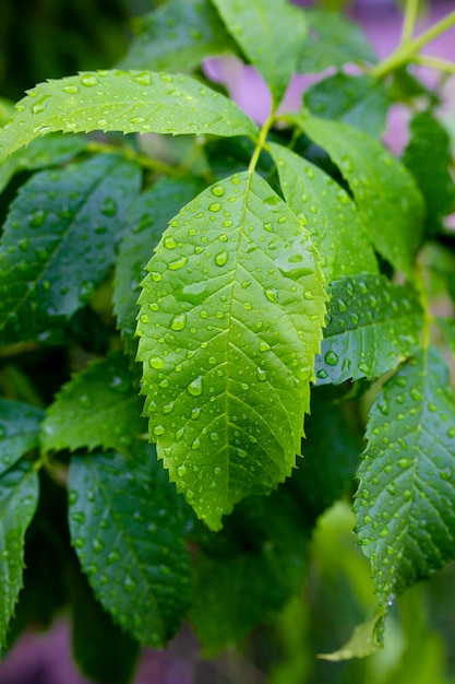 Zielone liście z kroplami wody po deszczu Naturalne tło