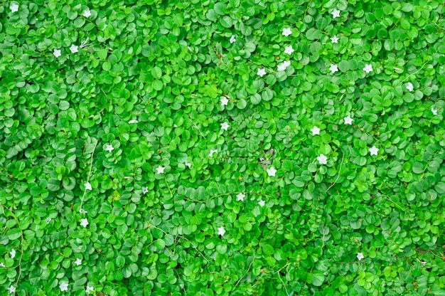Zielone liście z widokiem z góry kwiaty
