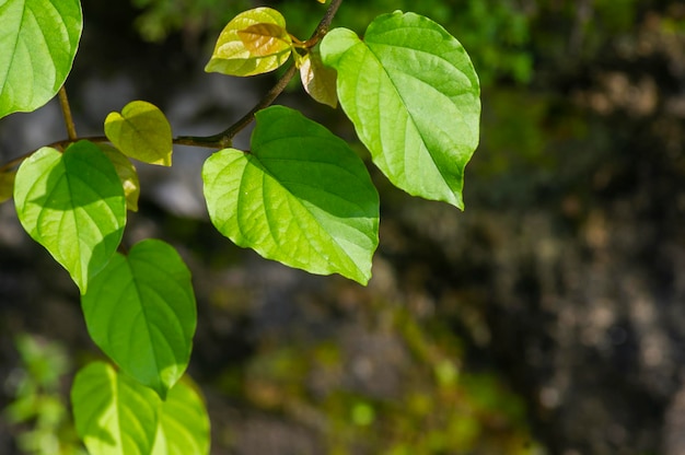 Zielone liście z winorośli kopiują przestrzeń naturalnego tła