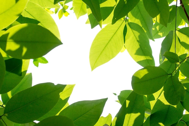 Zdjęcie zielone liście ze słońcem na białym tle