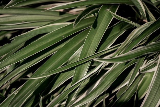 Zdjęcie zielone liście
