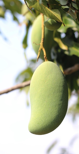 Zdjęcie zielone mango rośnie na drzewie.