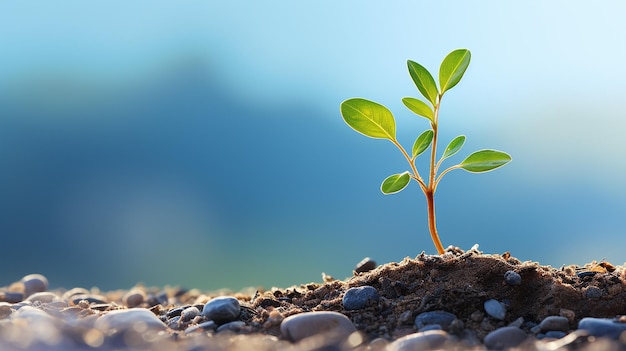 Zielone młode drzewo wyrasta na niebieskim niewyraźnym tle pomysł biznes startup inwestycja sukces