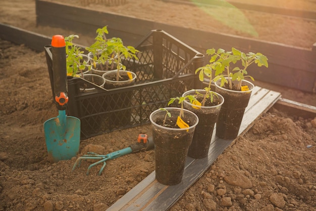zielone młode sadzonki pomidorów w plastikowych pojemnikach z recyklingu i narzędziach ogrodniczych na łożu ziemnym