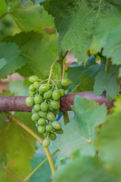 Zielone młode winogrona w winnicy Początek letnich winogron rosnących na winorośli w winnicy