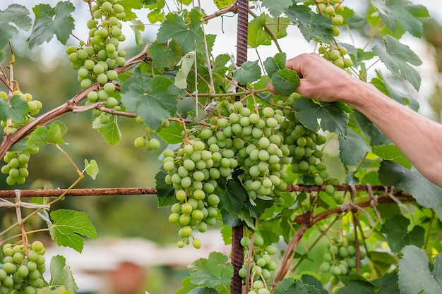 Zielone młode winogrona w winnicy Początek zbliżenia winogron rosnących na winorośli w winnicy
