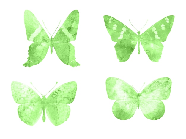 Zielone motyle na białym tle. ćmy tropikalne
