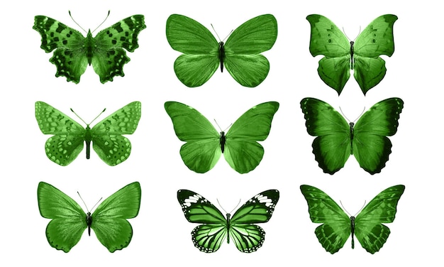 Zielone Motyle Na Białym Tle. Tropikalne ćmy. Owady Do Projektowania. Farby Akwarelowe